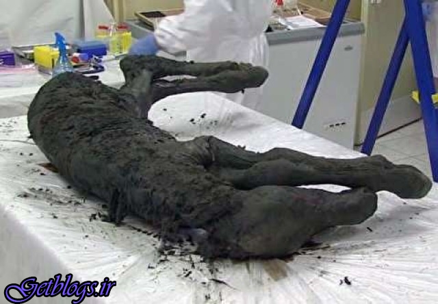 کشف جسد کره اسبی ۴۰ هزار ساله در سیبری